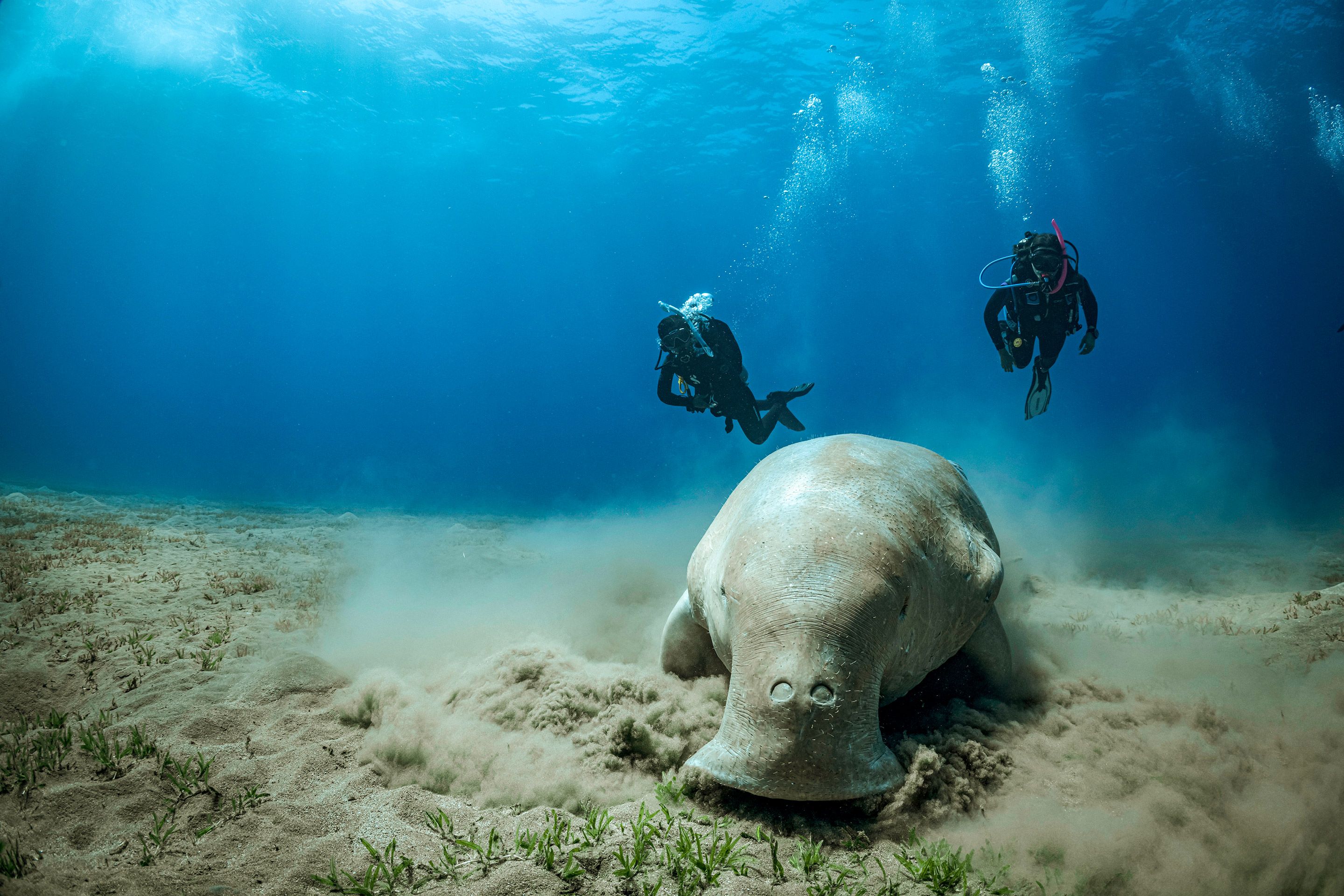 Divers encountering a dugong underwater