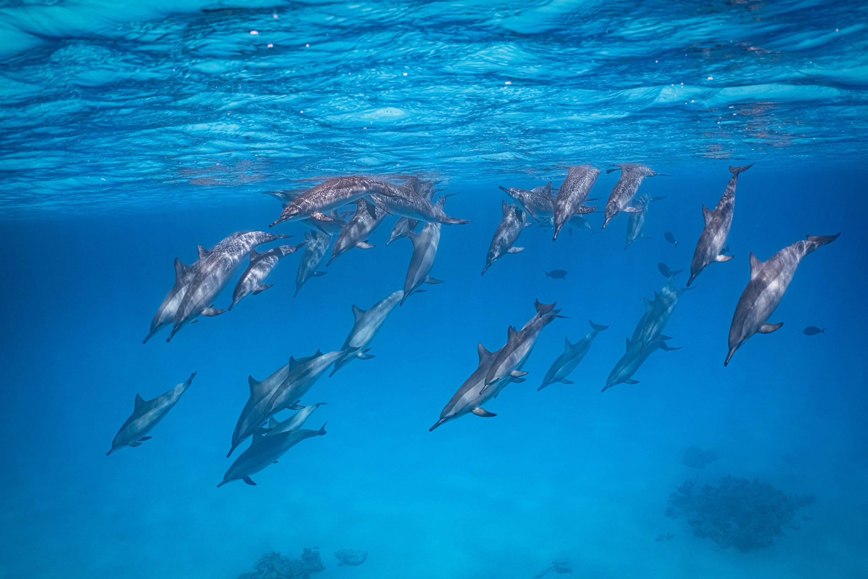 Pod of dolphins in crystal blue water