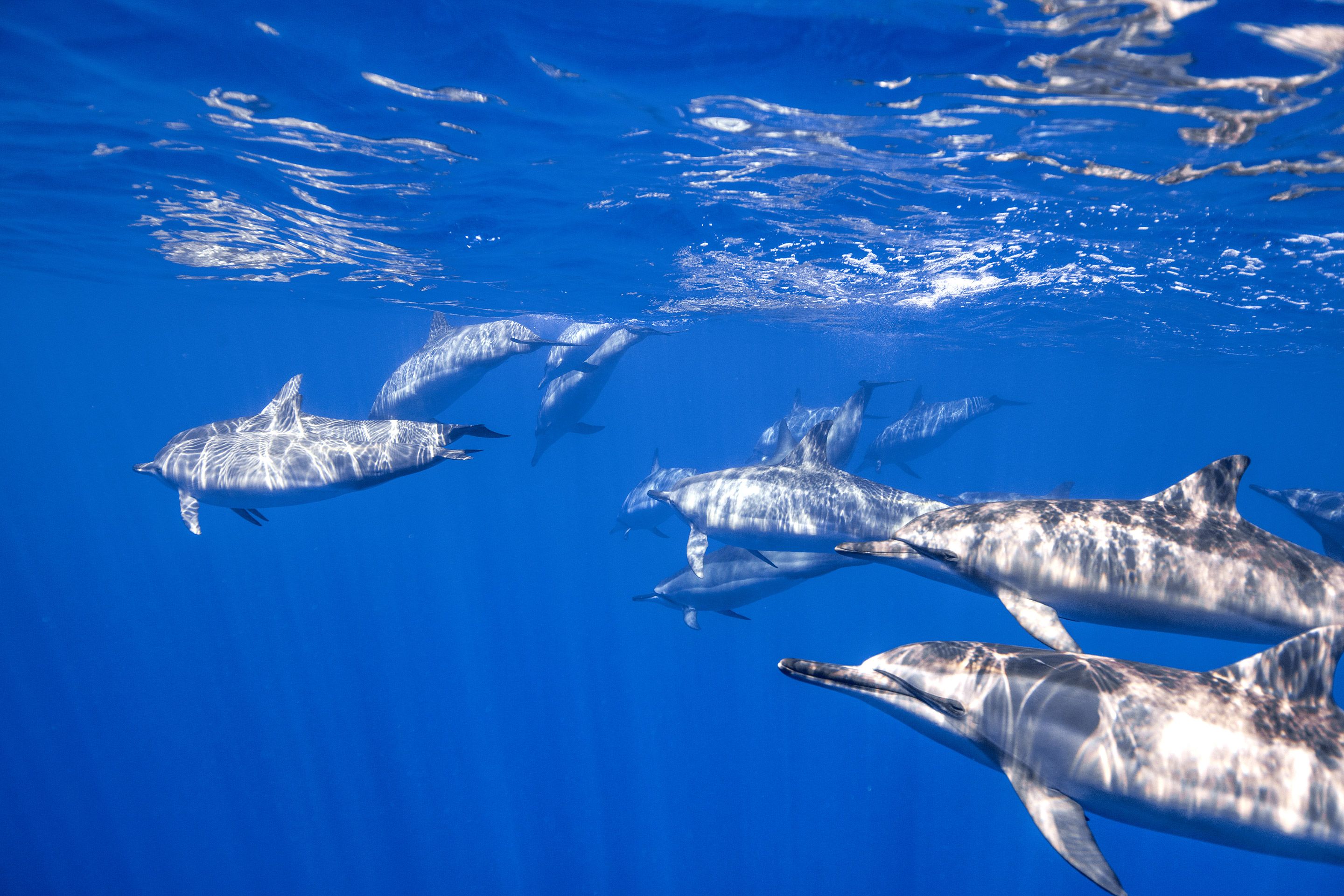 Dolphins swimming in open water