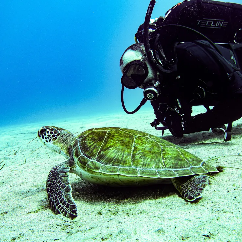 Lau , Dive With Lau