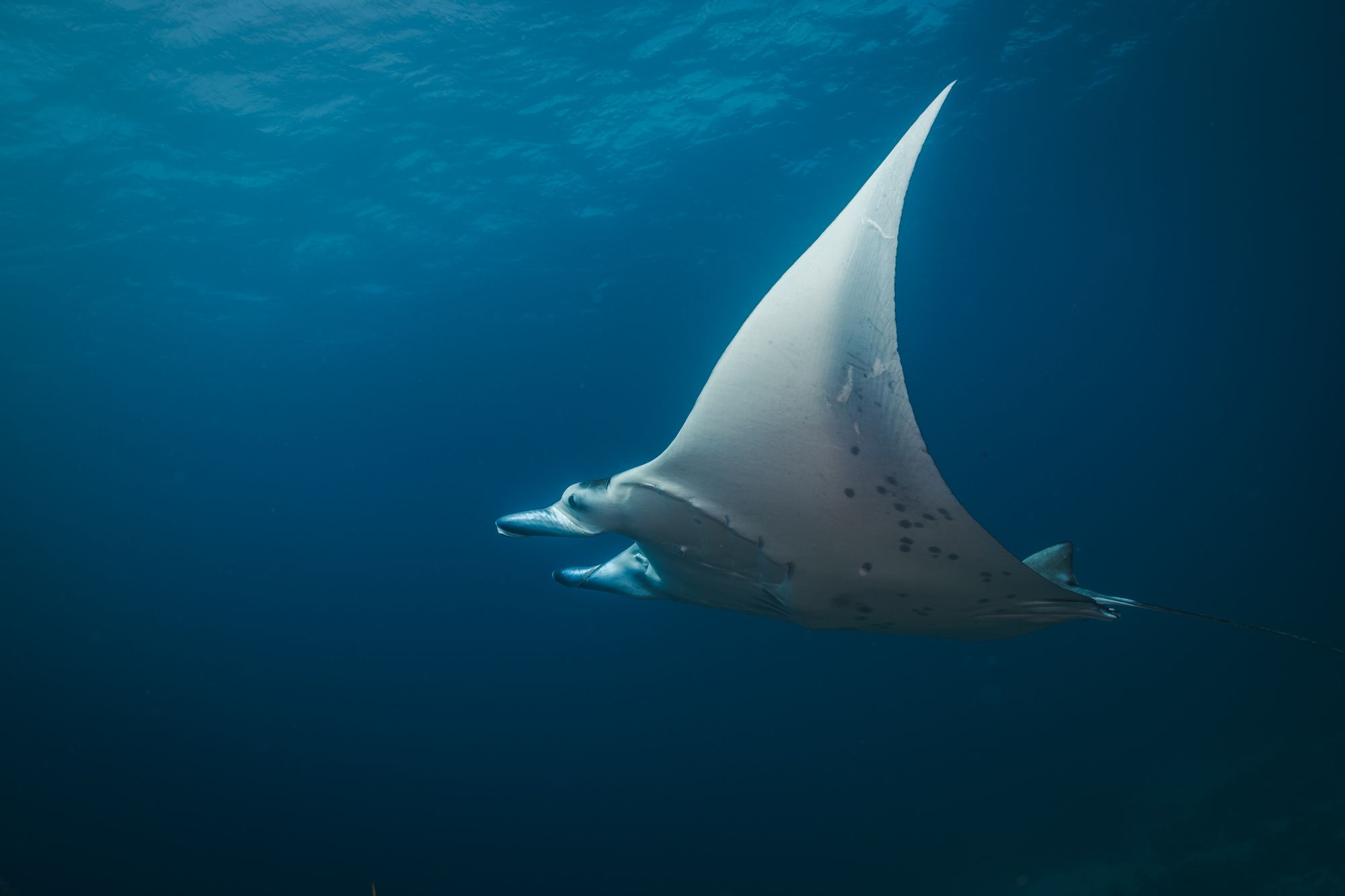 Manta ray gliding in the ocean