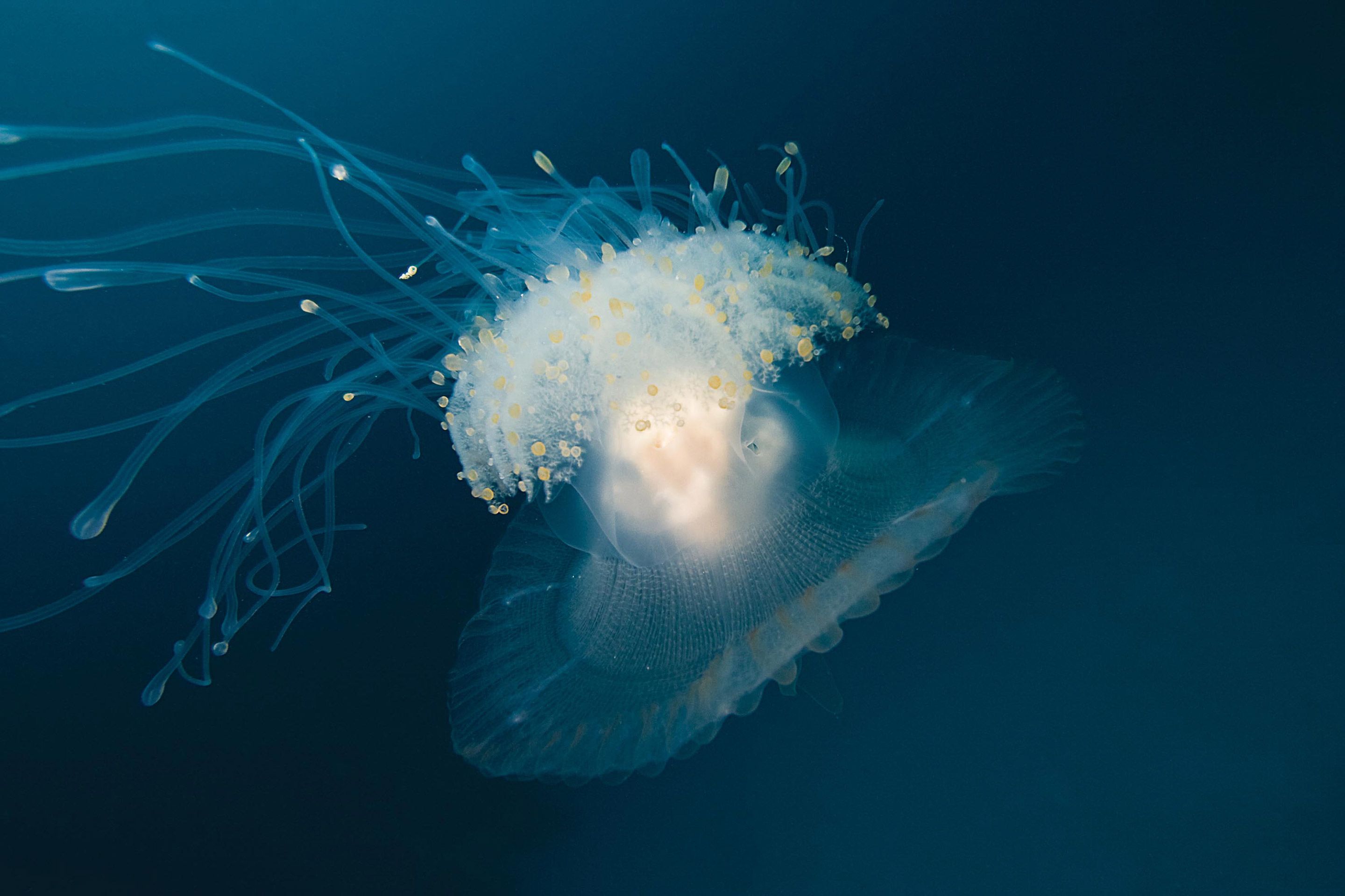 Meduse translucide flottant dans les eaux bleues profondes