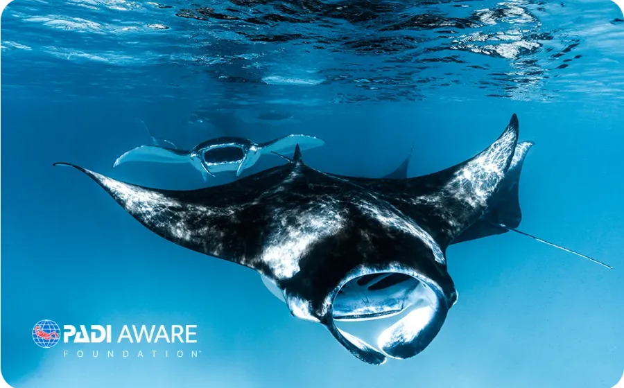 PADI AWARE Foundation