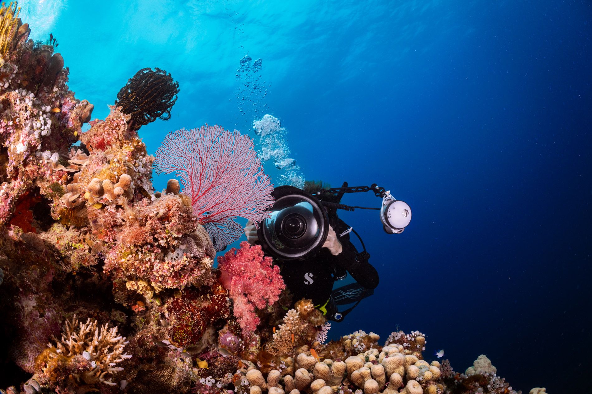 Photographier sous l'eau : guide débutant en photo sous-marine