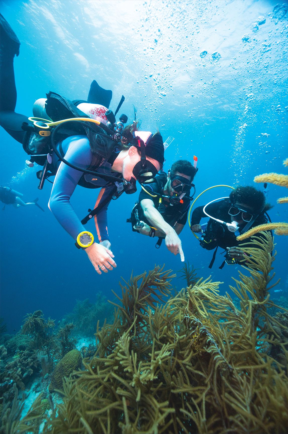 Que faire après son Open Water ? Les prochaines étapes
