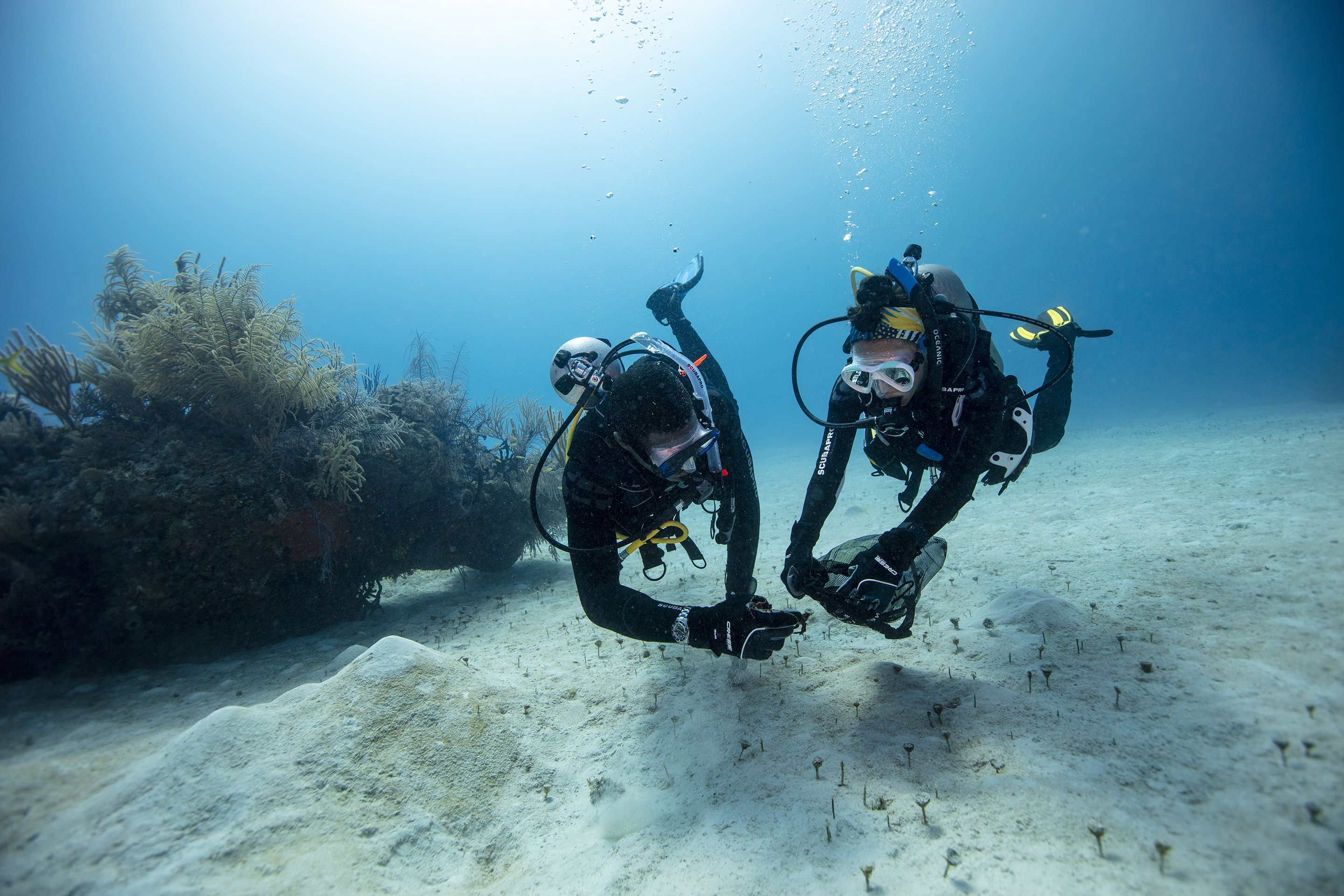 Toutes les certifications PADI expliquées : du baptême au Divemaster