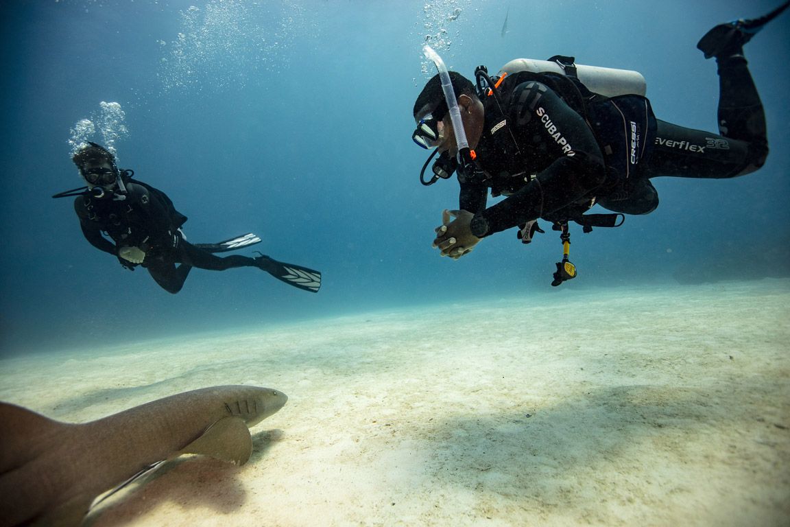 Quand et où voir des tortues en plongée